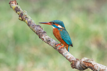 kingfisher on branch