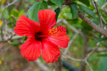 Vibrant red hibiscus flower blooming in the Funchal Botanical Garden of Madeira, Portugal