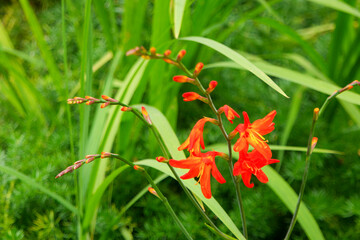 Explore the vibrant flora at Monte Palace in Funchal, Madeira with stunning red flowers in a lush garden setting