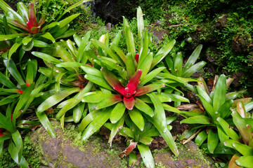 Obraz premium Explore the lush greenery of Monte Palace in Funchal, Madeira, surrounded by vibrant tropical plants and serene nature trails