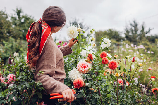 Woman gardener picking fresh dahlias flowers in autumnal garden holding basket. Stylish farmer admires blooms in fall field