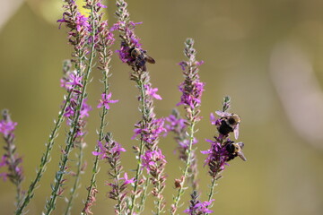 Pollinator bees feeding on purple flowers