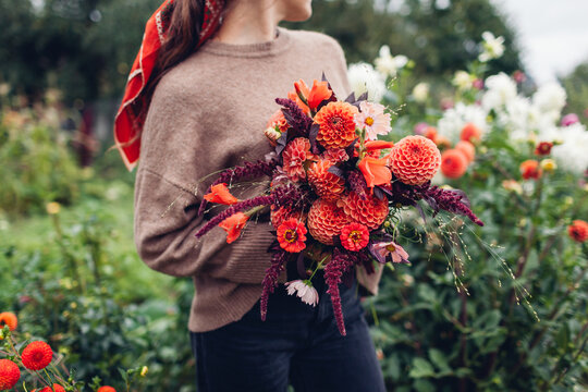 Fall flower arrangement. Close up of autumnal bouquet of orange dahlia flowers, burgundy red amaranth in female hands outdoors