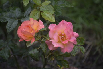 Pink rose with delicate petals and water drops close up