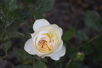 White miniature rose from Rosa Miniaturus Group close up