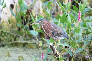 Stunning photo of a green heron bird catching a green frog in a pond