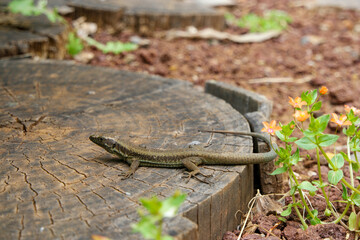 Lizard sunbathing on a wooden log surrounded by vibrant flowers in Calheta, Madeira