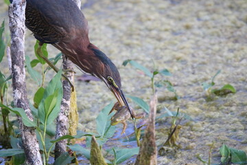 Stunning photo of a green heron bird catching a green frog in a pond
