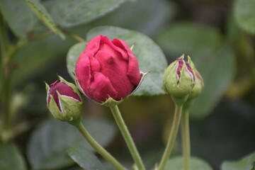 Rose bud beginning to open with water drops on petals and leaves close up