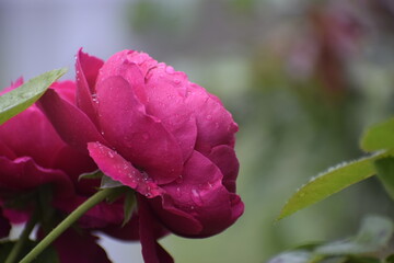Hybrid tea rose Pink Partner with water drops on petals and leaves close up