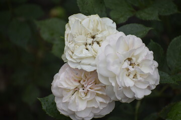 White roses with water drops close up