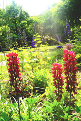 Springfields Festival Gardens, Spalding, Lincolnshire
