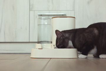 A Curious Cat is Investigating its Automatic Feeder with great interest and excitement