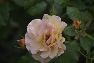 Buff Beauty rose with water drops close up