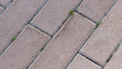 Close-up of brick pavement with small grass growing between tiles
