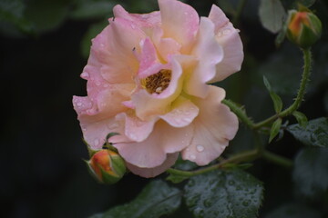 Rose close up with dew drops on petals