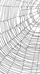 Obraz premium Close-up of spiderweb, intricate black lines against white background, geometric pattern, representing nature's design, fragility, and intricate structure