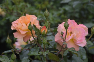 Madame Maitland rose with water drops on petals