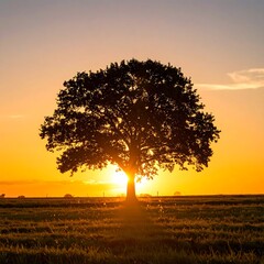 Silhouetted oak tree at golden sunset over field