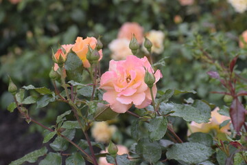 Madame Maitland rose with water drops on petals