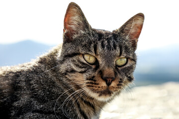 Gray tabby cat with vivid green eyes gazing calmly in front of majestic mountain scenery under a...