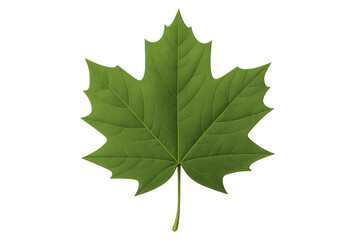 Green maple leaf on transparent background representing nature and growth