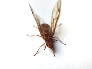 Close up and macro of a queen weaver ant (Oecophylla smaragdina) with isolated white background