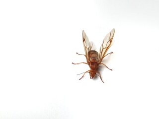 Close up and macro of a queen weaver ant (Oecophylla smaragdina) with isolated white background
