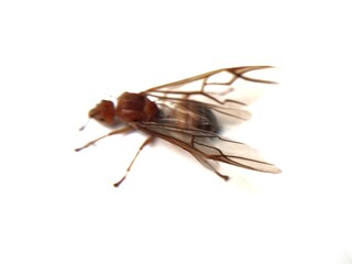 Close up and macro of a queen weaver ant (Oecophylla smaragdina) with isolated white background