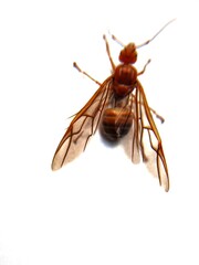 Close up and macro of a queen weaver ant (Oecophylla smaragdina) with isolated white background