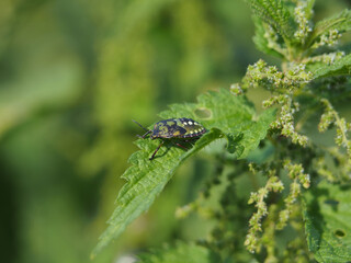 Isolate close-up of a green shield bug (palomena prasina) or stink bug sitting on a leaf of a common nettle (urtica dioica) in a field in Bonn, Germany in September