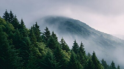 mountain covered in trees and fog