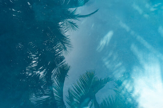 Sun and palm trees reflected in aqua water