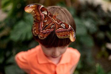 Giant moth resting on boy's head in nature
