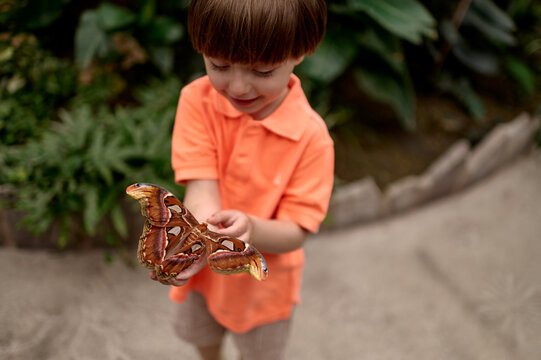 Naklejki Curious boy holding a butterfly on his finger  