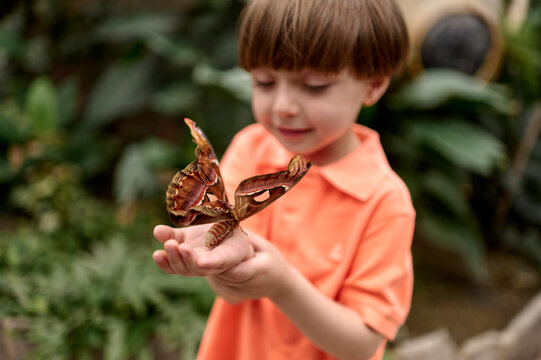 Naklejki Curious boy holding a butterfly on his finger  