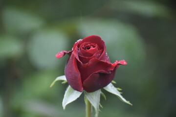 Fototapeta premium Rose bud beginning to open with water drops on petals and leaves close up