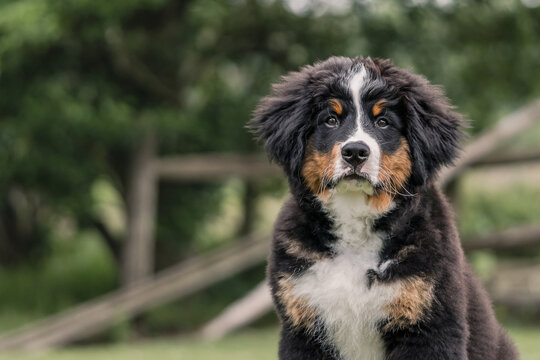Bernese Mountain Dog Puppy Outdoor Portrait