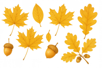 Autumn-themed design elements: falling yellow maple and oak leaves with acorns on a transparent background