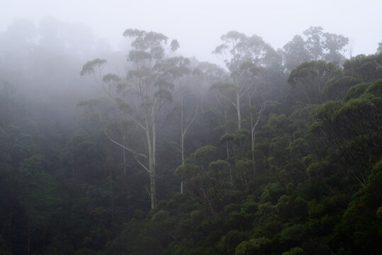 Moody Wentworth falls forest in the Blue Mountains of Sydney.