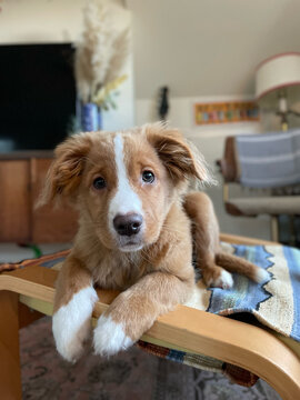 Portrait of a duck toller puppy