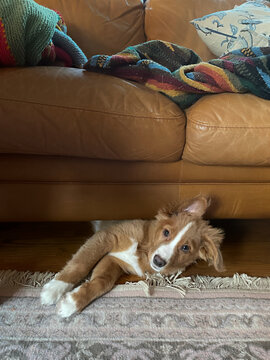 Duck toller puppy poking out from under the couch