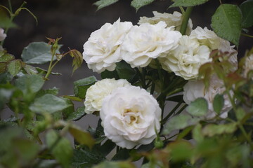 White Rose Crystal variety close up with water drops on petals and leaves