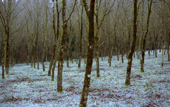 Fototapeta View trough the trees during winter