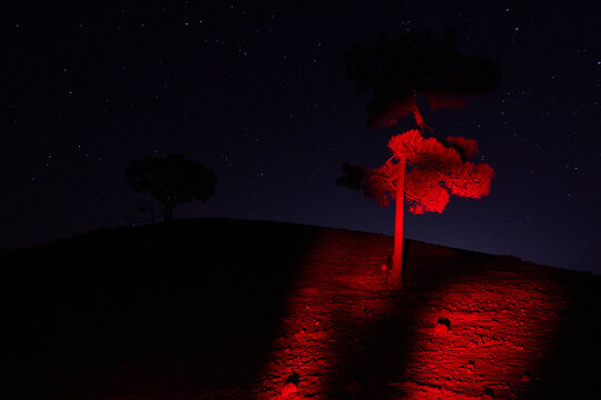 Last Tree on Mars