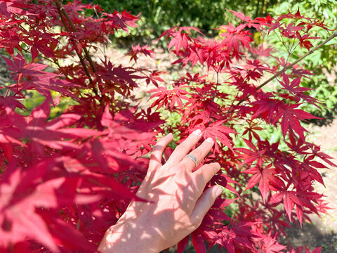Anonymous woman's hand touching red branch of maple tree