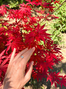 Anonymous female's hand touching red maple leaves