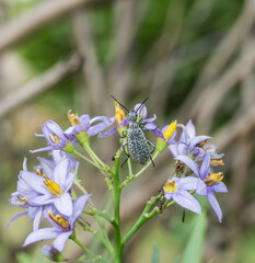 Epicauta adspersa bug on purple flowers.