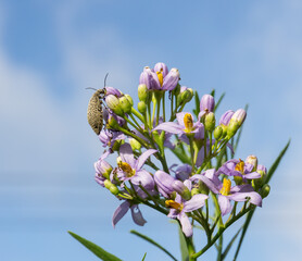 Epicauta adspersa bug on purple flowers.