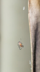 Red orb weaver spider